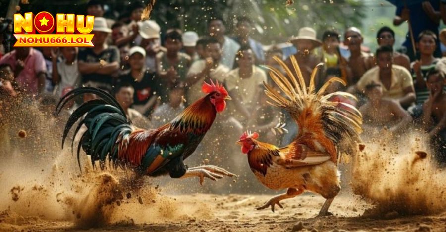 Xem tại trường gà Thomo Campuchia